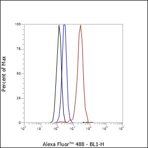 Anti-U2AF2 Rabbit mAb