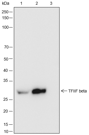 Anti-U2AF2 Rabbit mAb