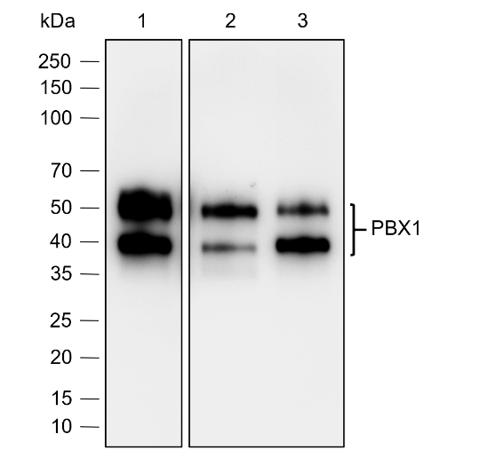 Anti-PBX1 Rabbit mAb