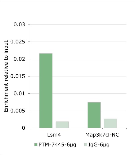 Anti-PBX1 Rabbit mAb