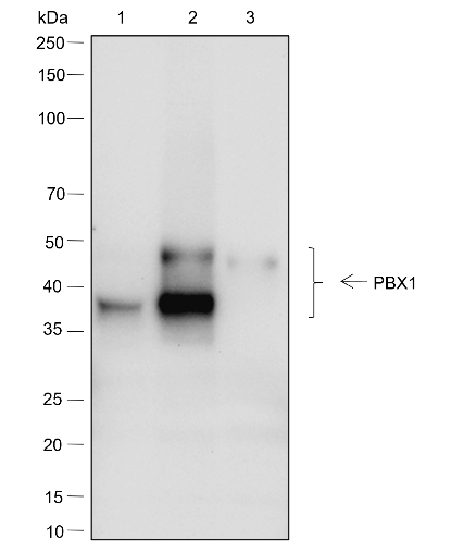 Anti-PBX1 Rabbit mAb