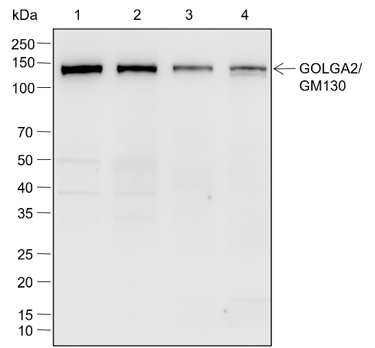 Anti-GOLGA2/GM130 Rabbit mAb