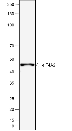 Anti-eIF4A2 Rabbit mAb