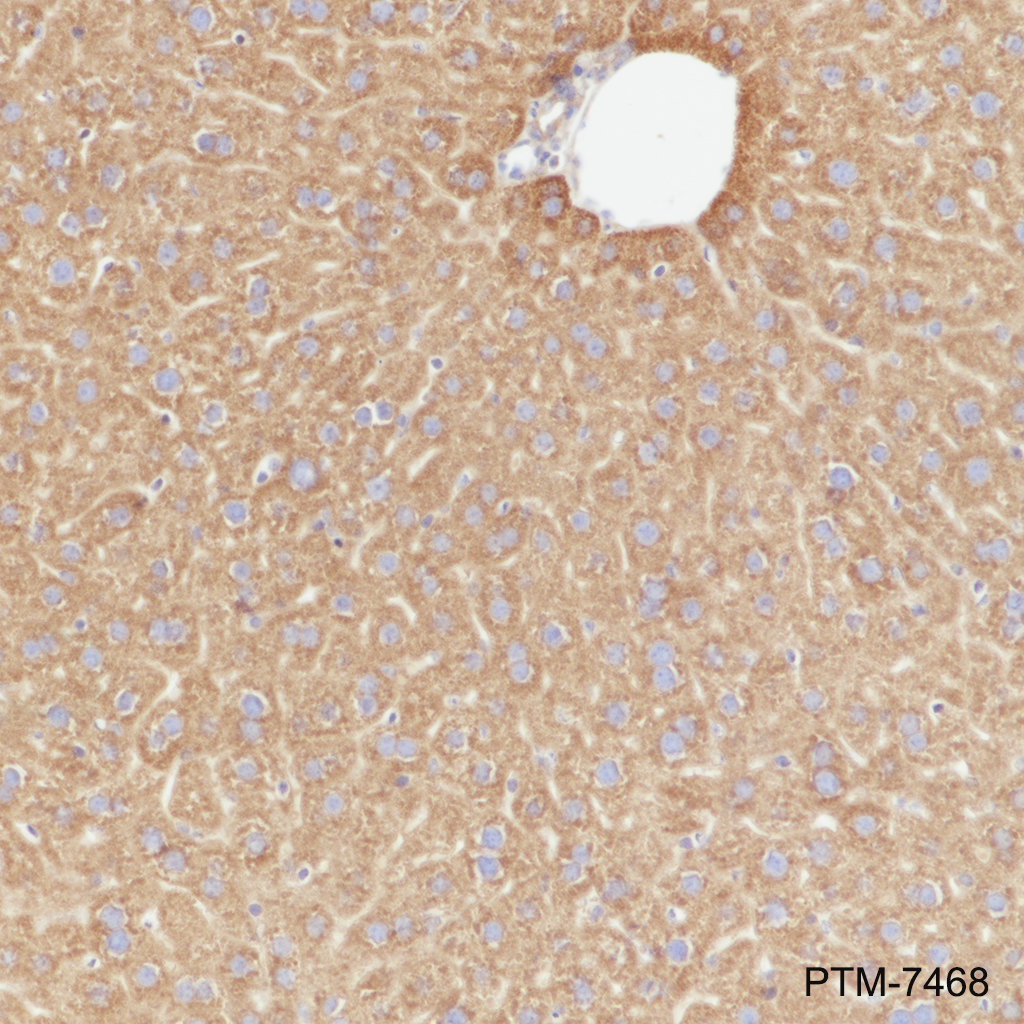 Anti-eIF4A2 Rabbit mAb