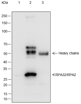 Anti-RPA32/RPA2 Rabbit mAb