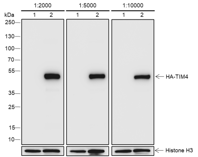 Anti-HA Tag Rabbit mAb
