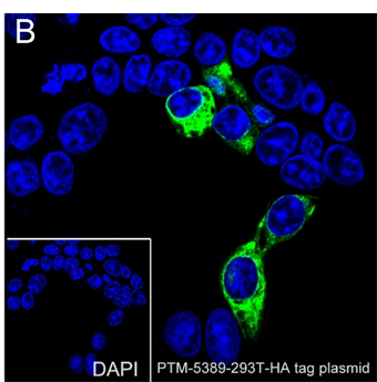 Anti-HA Tag Rabbit mAb
