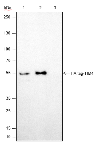 Anti-HA Tag Rabbit mAb