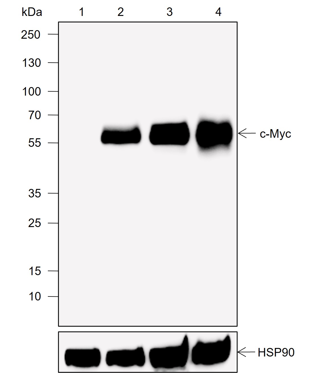 Anti-c-Myc Rabbit mAb