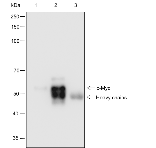 Anti-c-Myc Rabbit mAb