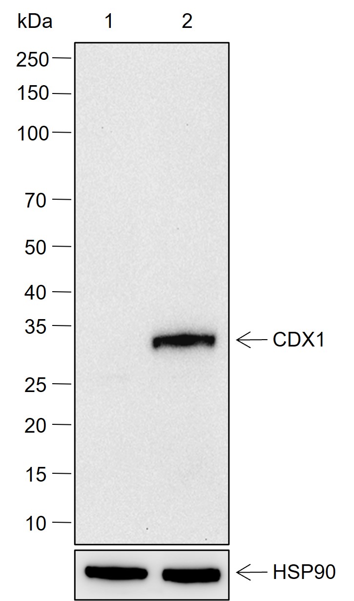 Anti-CDX1 Rabbit mAb