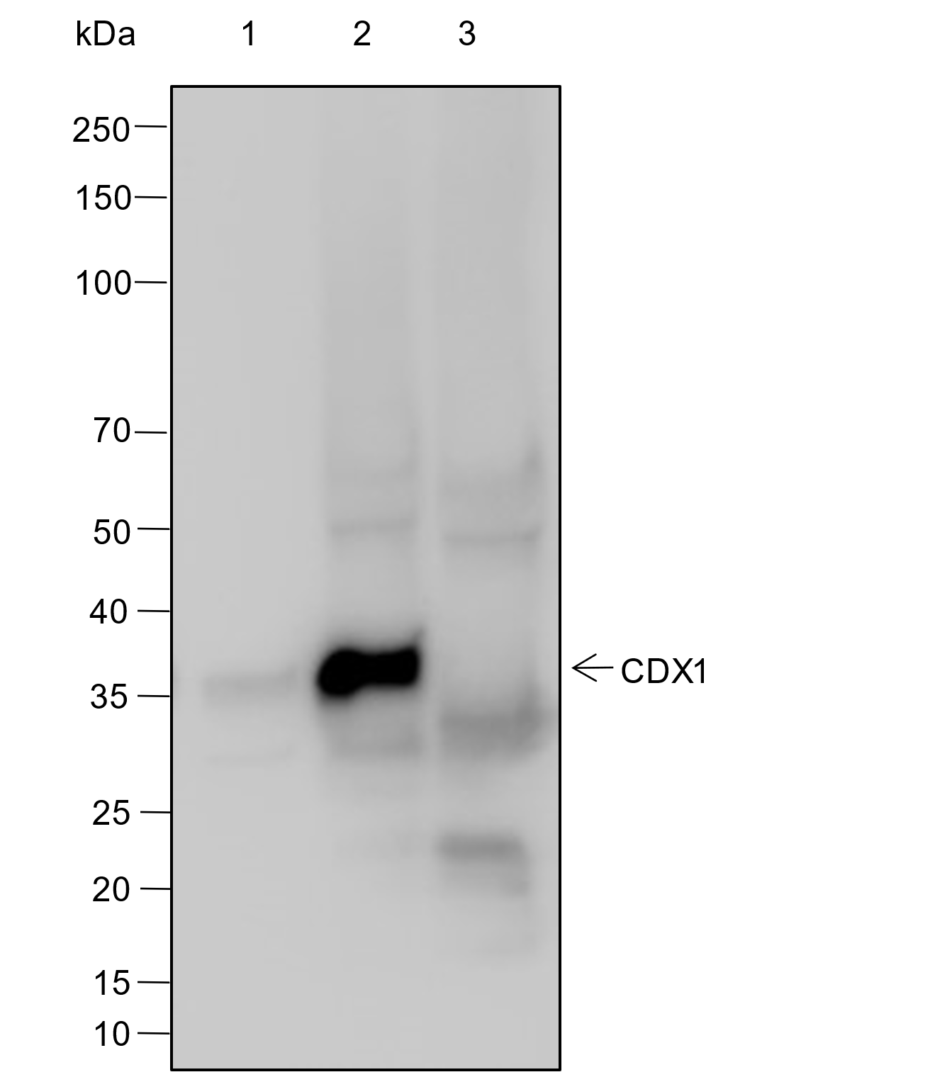 Anti-CDX1 Rabbit mAb