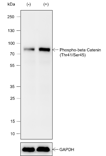 Anti-Phospho-beta Catenin (Thr41/Ser45) Rabbit mAb