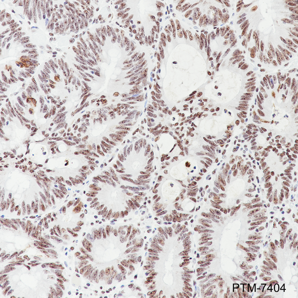 Anti-MORF4L2 Rabbit mAb
