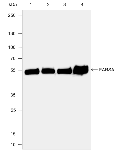 Anti-FARSA Mouse mAb