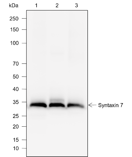 Anti-Syntaxin 7 Mouse mAb