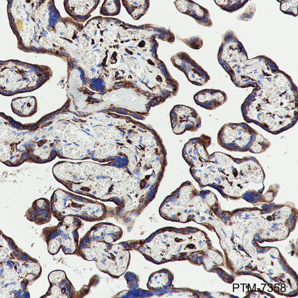 Anti-Syntaxin 7 Mouse mAb