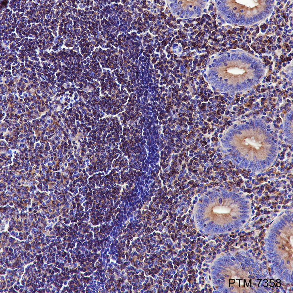 Anti-Syntaxin 7 Mouse mAb