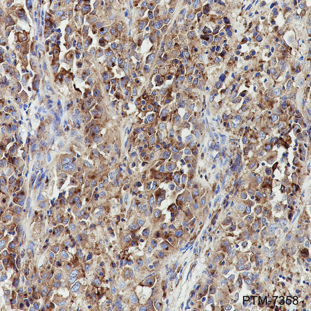 Anti-Syntaxin 7 Mouse mAb