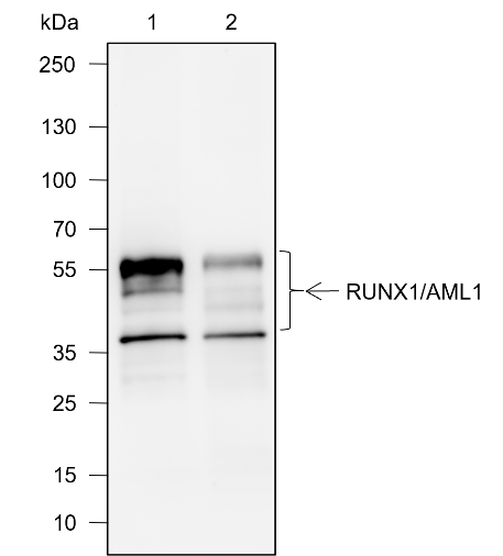 Anti-RUNX1/AML1 Rabbit mAb
