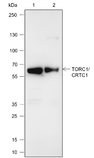 Anti-TORC1/CRTC1 Mouse mAb