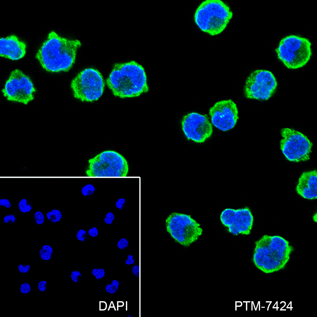 Anti-TORC1/CRTC1 Mouse mAb