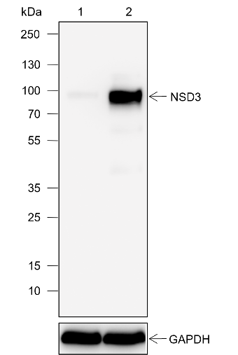 Anti-NSD3 Rabbit mAb