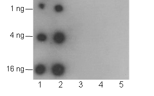 Anti-Glutaryllysine Mouse mAb