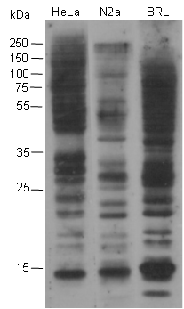 Anti-Glutaryllysine Mouse mAb
