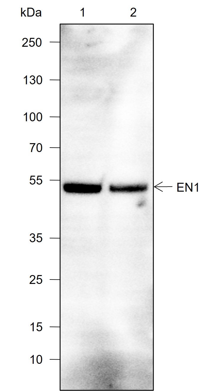 Anti-EN1 / Engrailed 1 Rabbit mAb