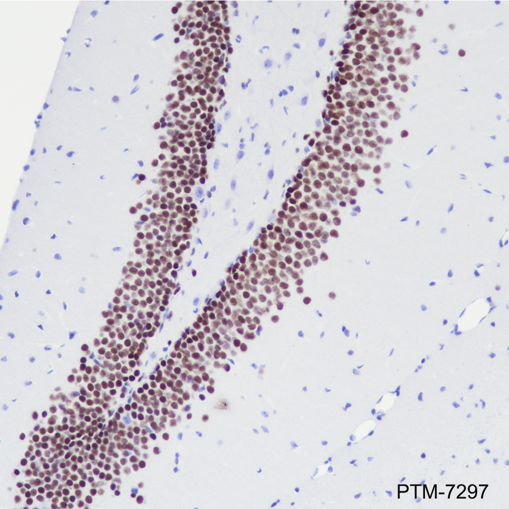 Anti-PROX1 Mouse mAb