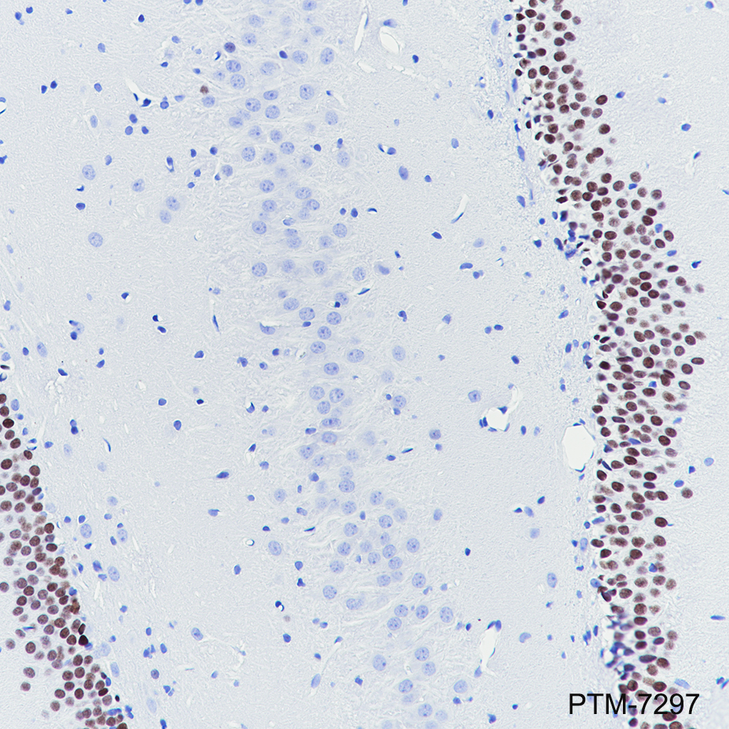 Anti-PROX1 Mouse mAb