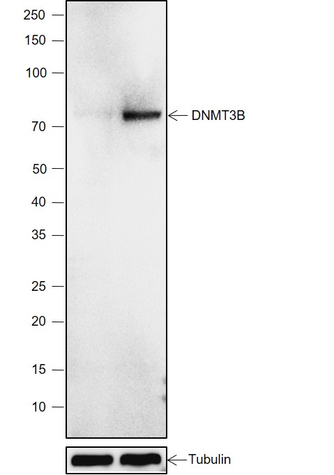 Anti-DNMT3B Rabbit mAb