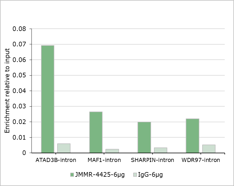 Anti-DNMT3B Rabbit mAb