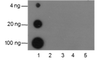 Anti-Dimethyllysine Rabbit pAb