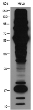 Anti-Dimethyllysine Rabbit pAb