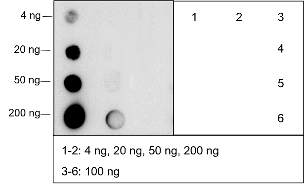 Anti-Dimethyllysine Rabbit mAb (BSA and Azide Free)