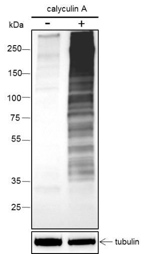 Anti-Phosphothreonine Rabbit mAb