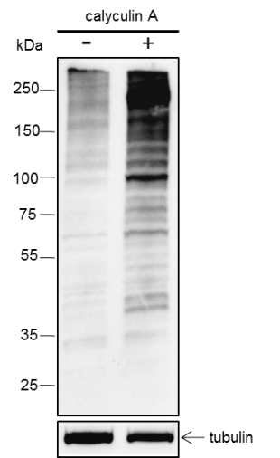 Anti-Phosphothreonine Rabbit mAb