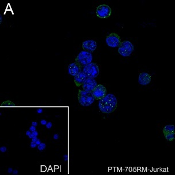 Anti-Phosphothreonine Rabbit mAb