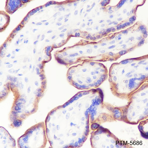 Anti-CD59 Rabbit mAb