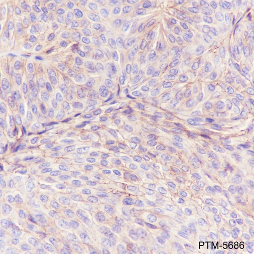 Anti-CD59 Rabbit mAb