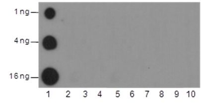 Anti-Trimethyl-Histone H3 (Lys4) Rabbit pAb