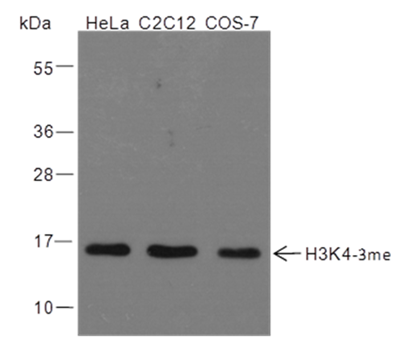 Anti-Trimethyl-Histone H3 (Lys4) Rabbit pAb