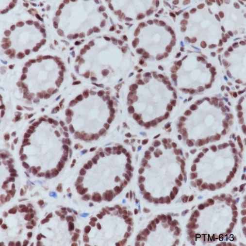 Anti-Trimethyl-Histone H3 (Lys4) Rabbit pAb