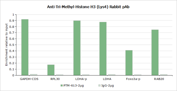 Anti-Trimethyl-Histone H3 (Lys4) Rabbit pAb