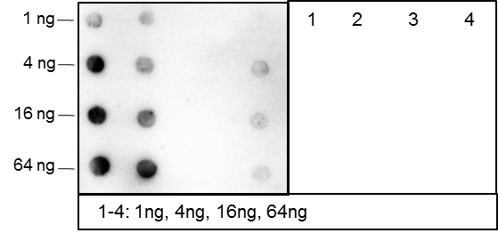 Anti-Mono/Di-Methyl-Histone H3 (Lys79) Rabbit mAb