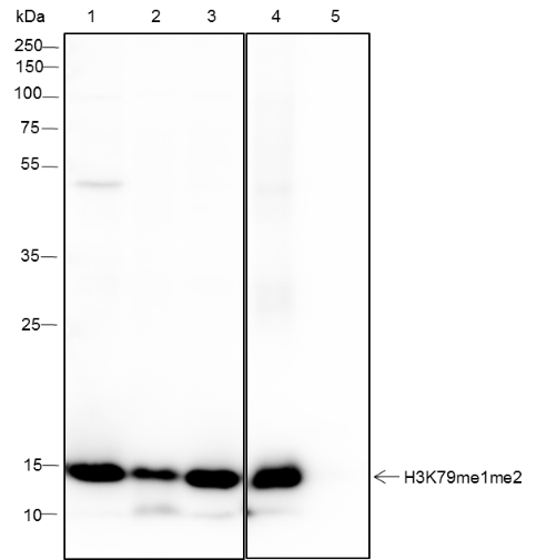 Anti-Mono/Di-Methyl-Histone H3 (Lys79) Rabbit mAb