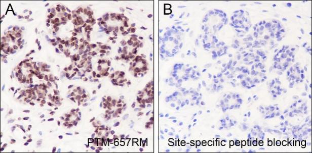 Anti-Mono/Di-Methyl-Histone H3 (Lys79) Rabbit mAb