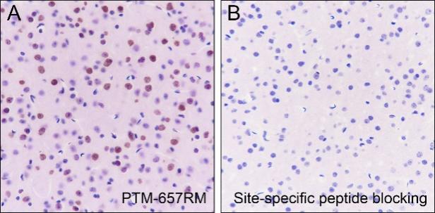 Anti-Mono/Di-Methyl-Histone H3 (Lys79) Rabbit mAb